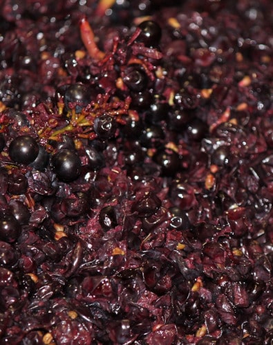 Rotweinmaische Pinot Noir