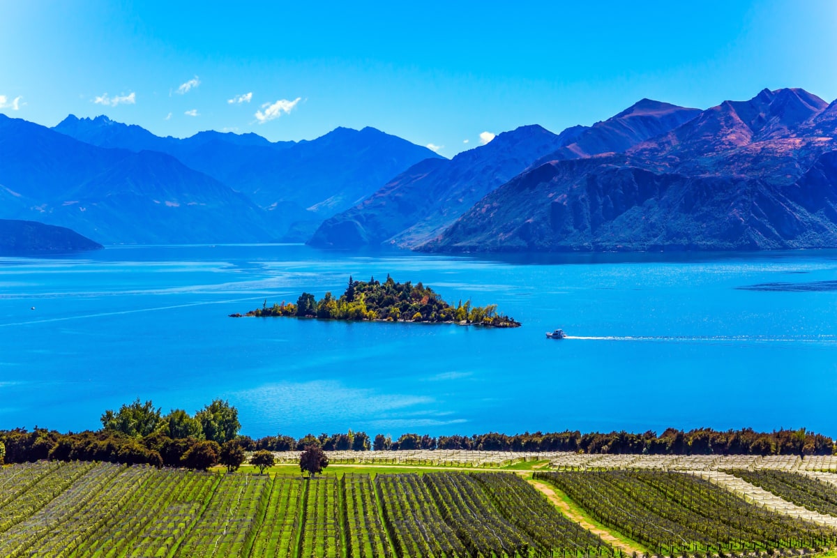 Weine aus Neuseeland bei Cellardoor24.de