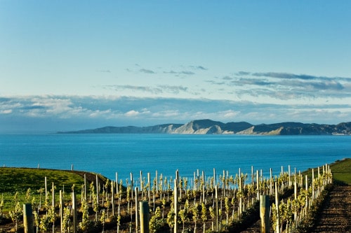 Weinregion Marlborough Neuseeland