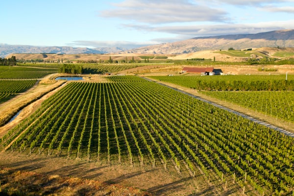 Die 6 besten Weine Neuseelands, Amisfield Estate Pisa Vineyard Central Otago New Zealand