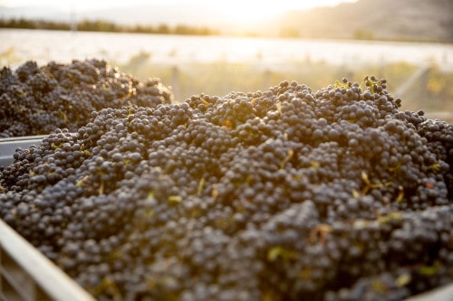 Die 6 besten Weine Neuseelands, Amisfield Estate Pinot Noir, Central Otago, New Zealand 