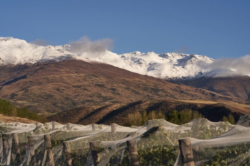Die 6 besten Weine Neuseelands, Amisfield Pisa Vineyard Central Otago New Zealand