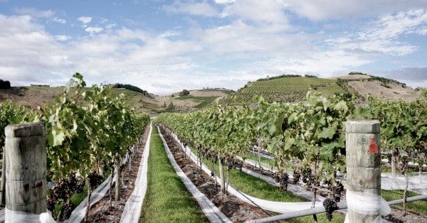 Die 6 besten Weine Neuseelands von Elephant Hill Gimblett Gravels Vineyard Hawke's Bay New Zealand