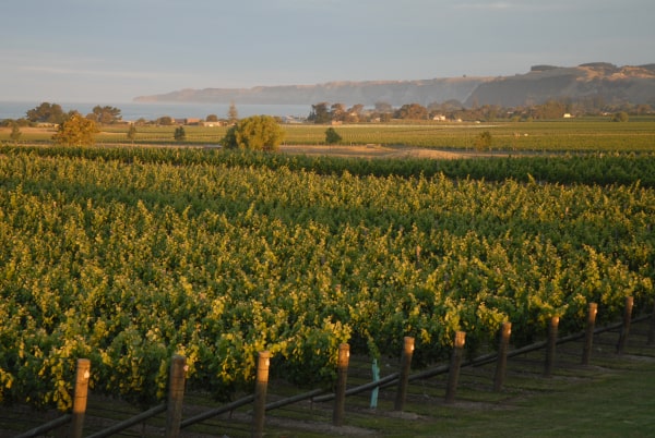 Die 6 besten Weine Neuseelands. Syrah aus der Hawke's Bay New Zealand Vineyards
