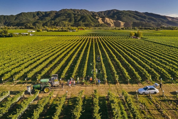 Die 6 besten Weine Neuseelands, Ernte bei No 1 Family Estate, Marlborough, New Zealand