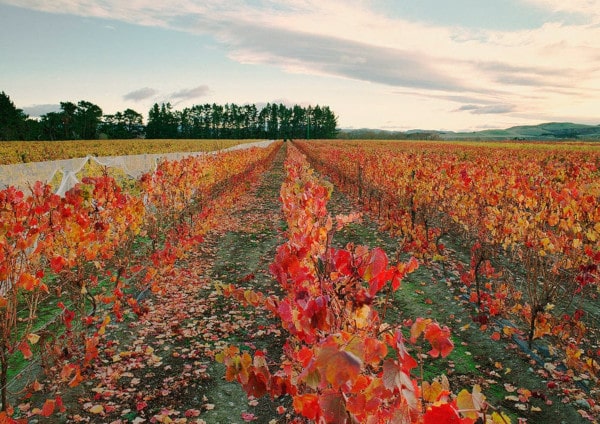 Die 6 besten Weine Neuseelands, Pegasus Bay Waipara Vineyard New Zealand
