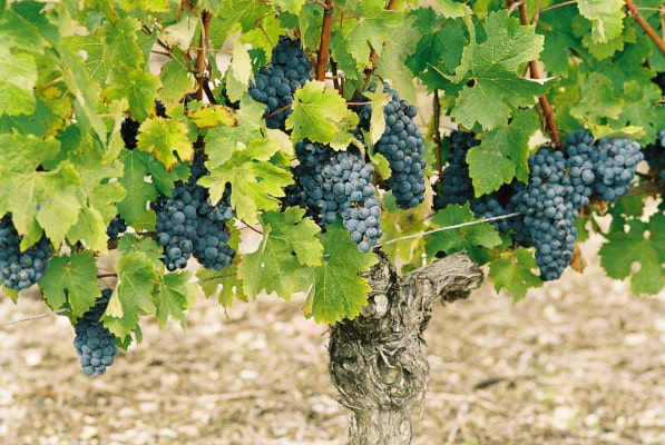 Cabernet Sauvignon in Medoc Bordeaux (left Bank)
