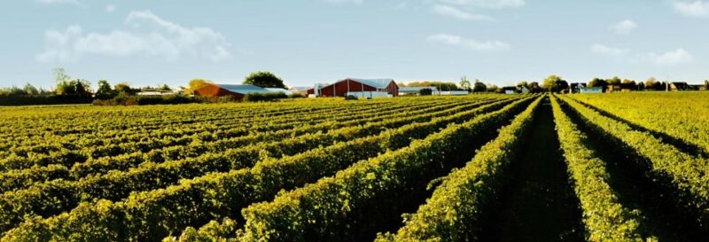 Pillitteri Estate Winery Niagara Canada