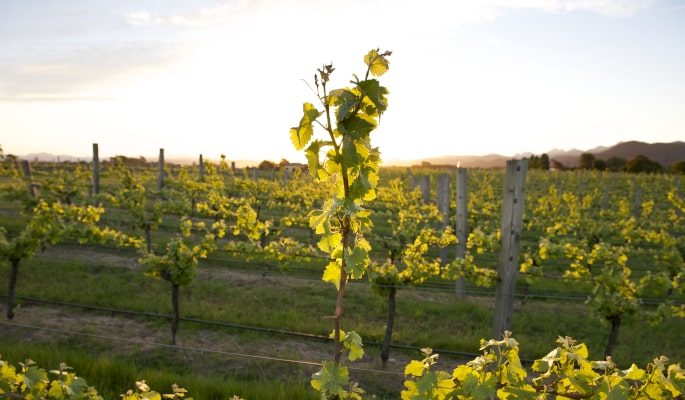 Sauvignon Blanc Rebstöcke in Marlborough Neuseeland