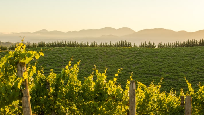 Seifried Redwood Valley Vineyard, Nelson, Neuseeland